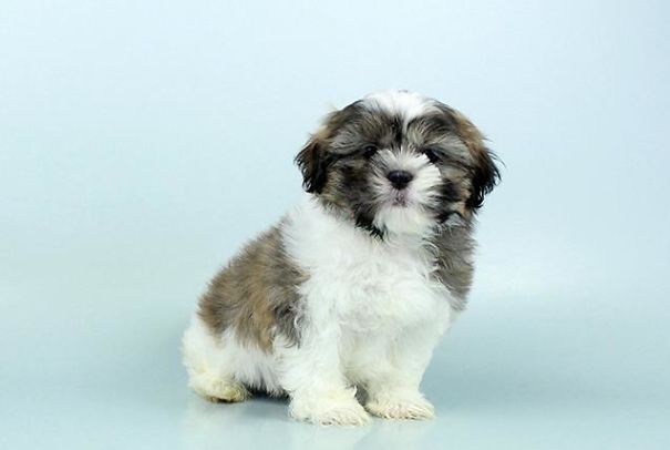 Chews A Puppy - New Arrivals!