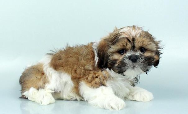 Chews A Puppy - New Arrivals!