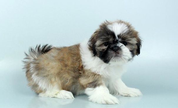 Chews A Puppy - New Arrivals!