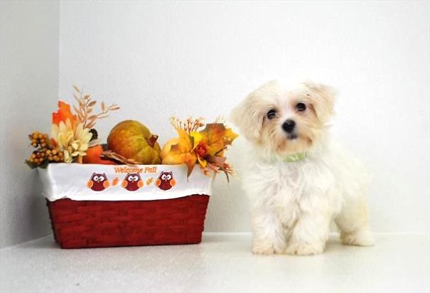 Chews A Puppy - New Arrivals!