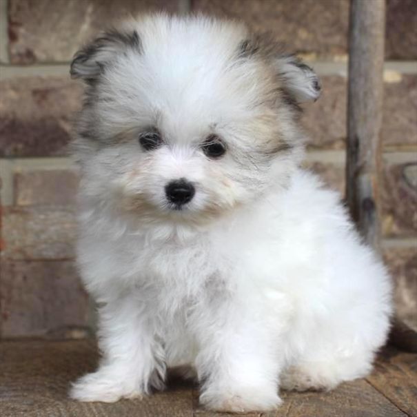 Chews A Puppy - New Arrivals!