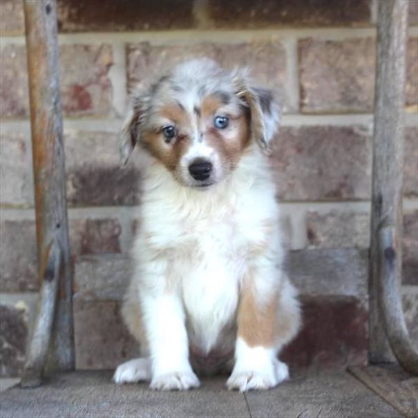 Chews A Puppy - New Arrivals!