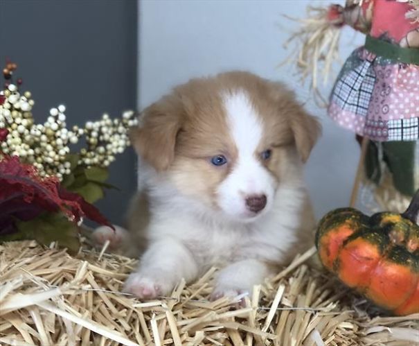 Chews A Puppy - New Arrivals!
