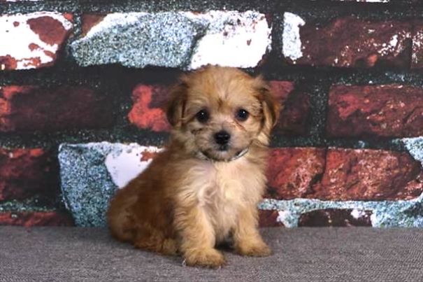 Chews A Puppy - New Arrivals!