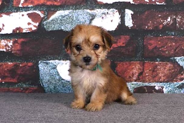 Chews A Puppy - New Arrivals!