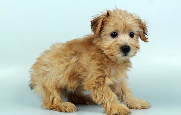 Chews A Puppy - New Arrivals!