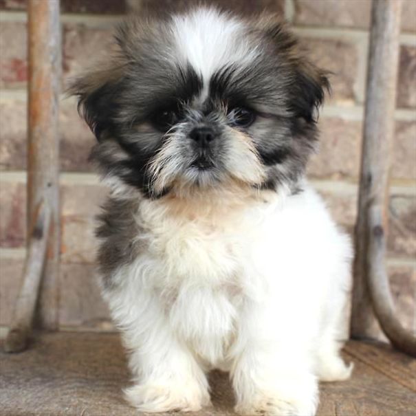 Chews A Puppy - New Arrivals!