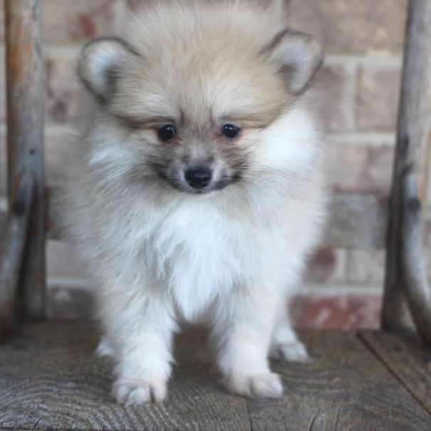 Chews A Puppy - New Arrivals!