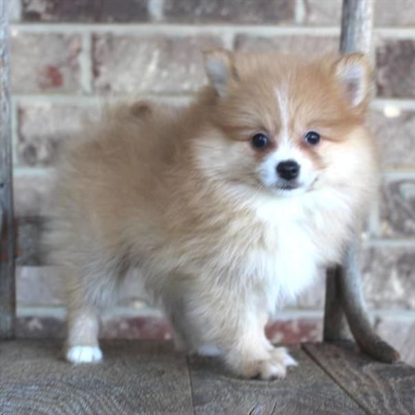 Chews A Puppy - New Arrivals!