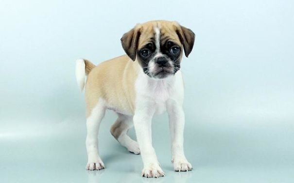 Chews A Puppy - New Arrivals!