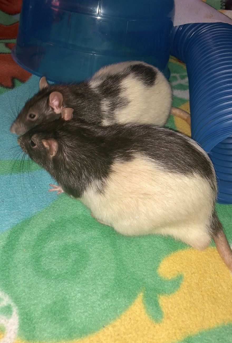 Rat Brothers In Arms ..rex And Otis...