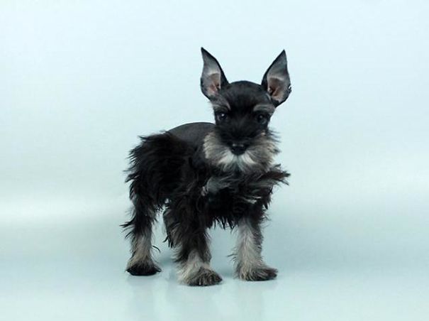 Chews A Puppy - New Arrivals!