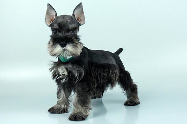Chews A Puppy - New Arrivals!