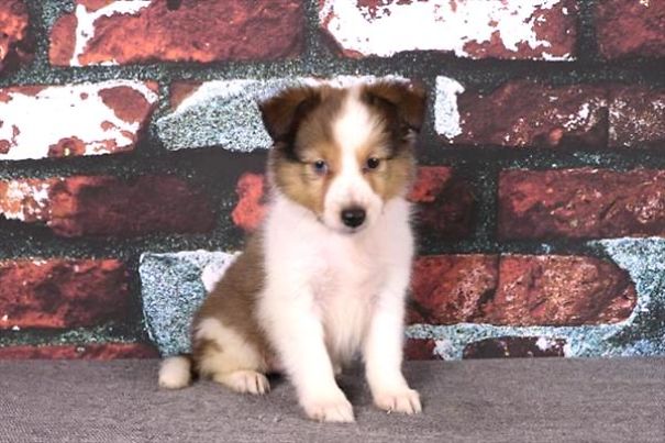 Chews A Puppy - New Arrivals!