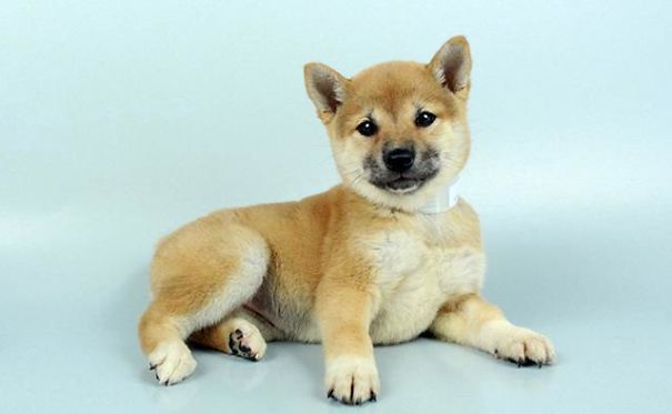 Chews A Puppy - New Arrivals!