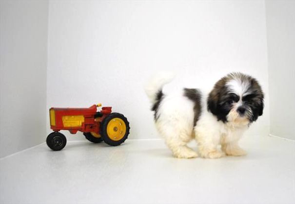 Chews A Puppy - New Arrivals!
