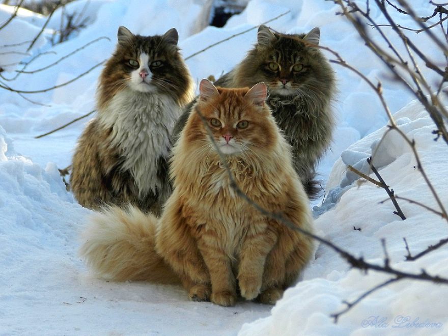 Siberian Cats, Snowfall, Tyoma, Solnyshko (Sunny), Pooh, Snowfall