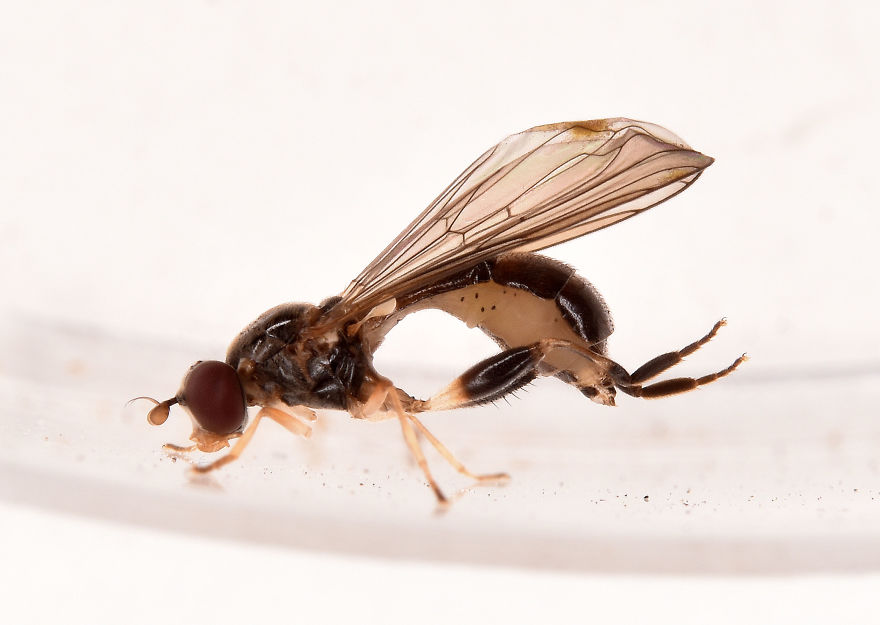 I Try To Show The Beauty Of Small Creatures I Try To Show The Beauty Of Small Creatures