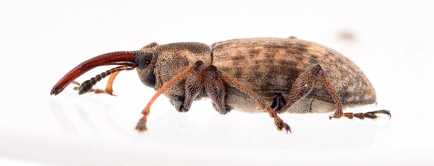 I Try To Show The Beauty Of Small Creatures I Try To Show The Beauty Of Small Creatures