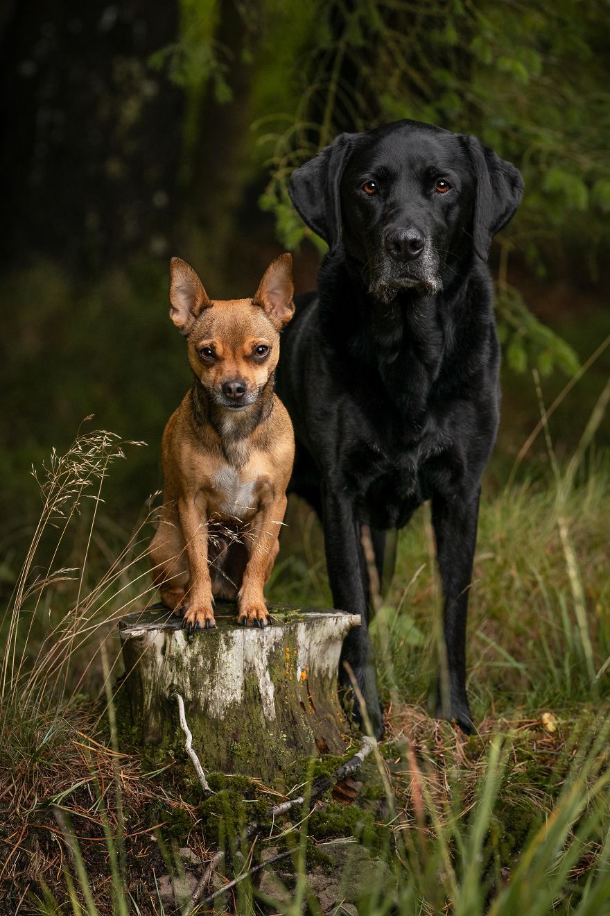 My Dogs Woodland Adventures
