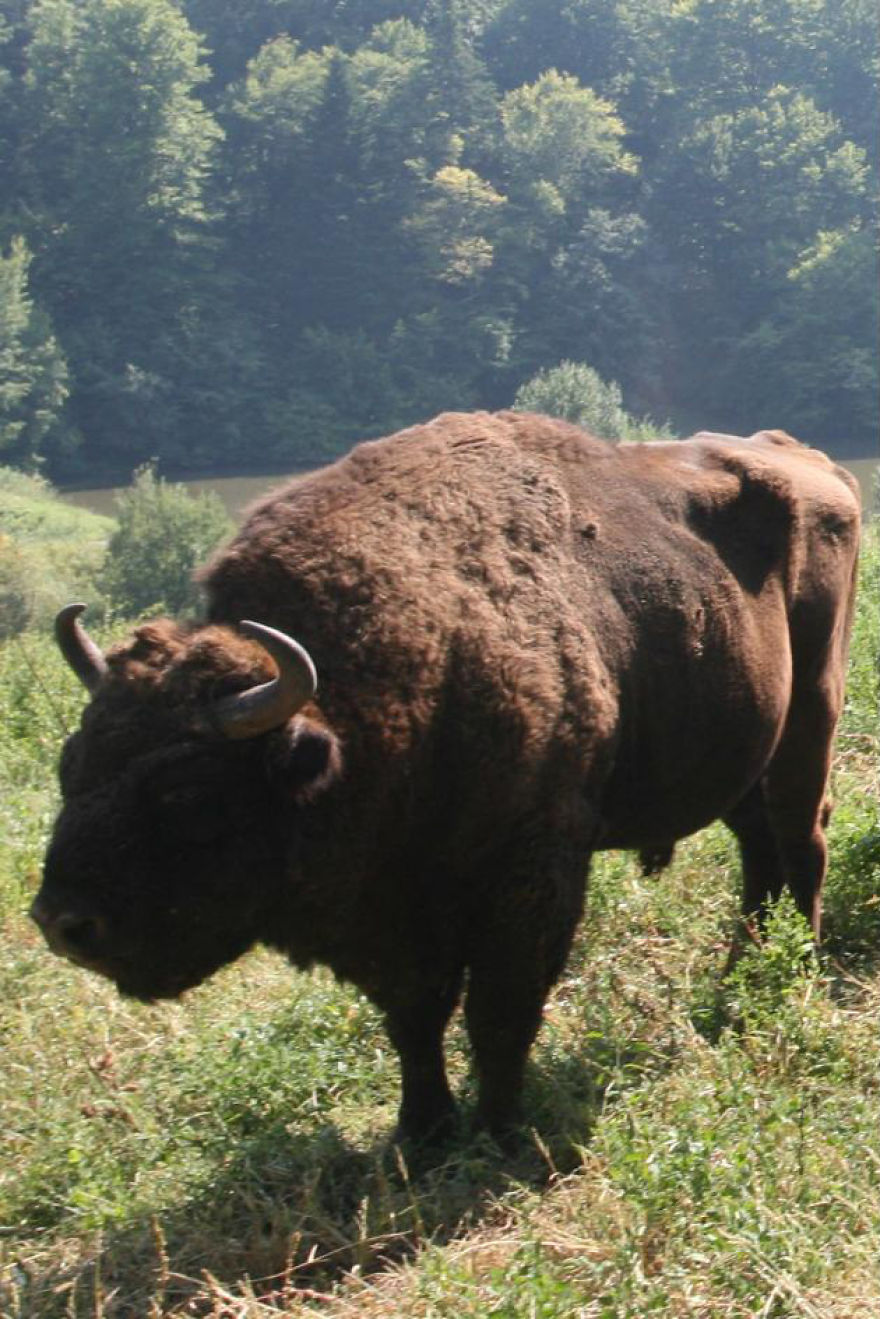 "Dragos Voda" Reserve: The Only Place In Europe Where You Can Meet Bisons In Freedom