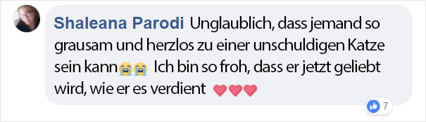 abandoned-matted-fur-cat-animal-shelter-bob-marley-nevada-13-5b88efeb9390f__605ger