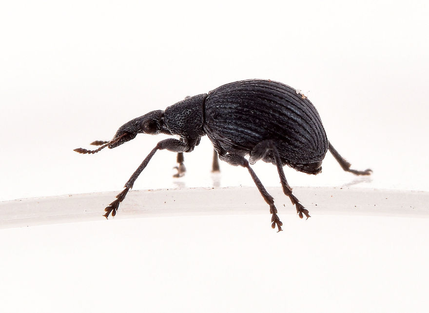 I Try To Show The Beauty Of Small Creatures I Try To Show The Beauty Of Small Creatures