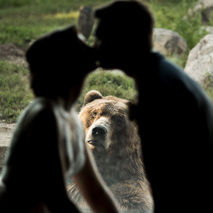 The Internet Is Cracking Up Over This Bear’s Reaction To This Couple Getting Married At The Zoo (3 Pics)