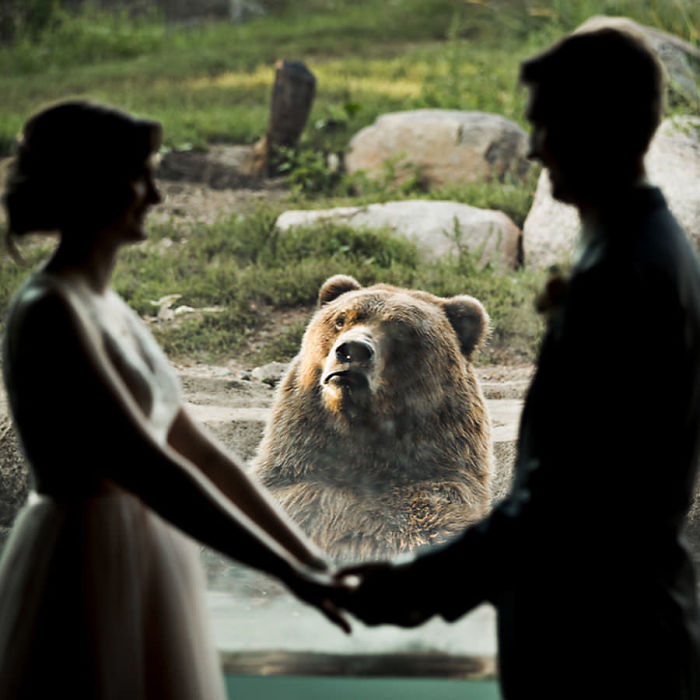 The Internet Is Cracking Up Over This Bear’s Reaction To This Couple Getting Married At The Zoo (3 Pics)