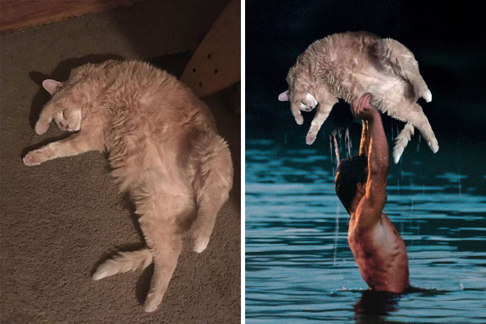 ‘Photoshop My Fat Cat Into Weird Things’