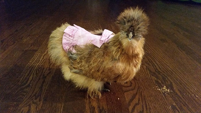 Woman Discovers Need For Chicken Diapers After Daughter Keeps Bringing Chicks Into Her House, Turns It Into A Business