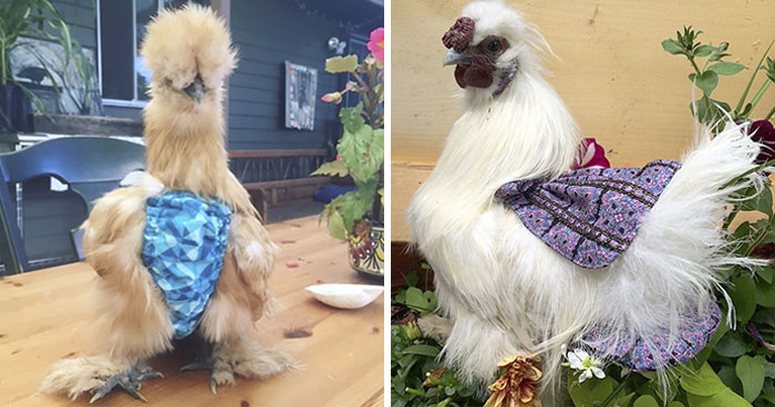 Woman Discovers Need For Chicken Diapers After Daughter Keeps Bringing Chicks Into Her House, Turns It Into A Business