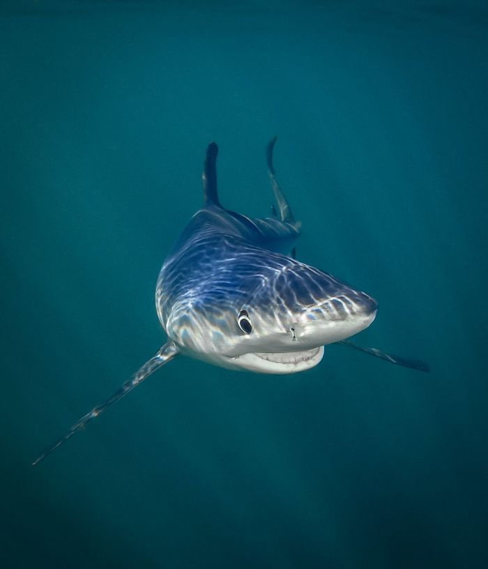 Tiburón azul sonriente