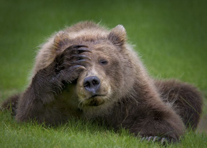 Coastal Brown Bear Cub With A Headache