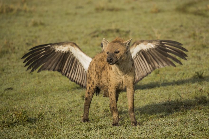 Flying Hyena