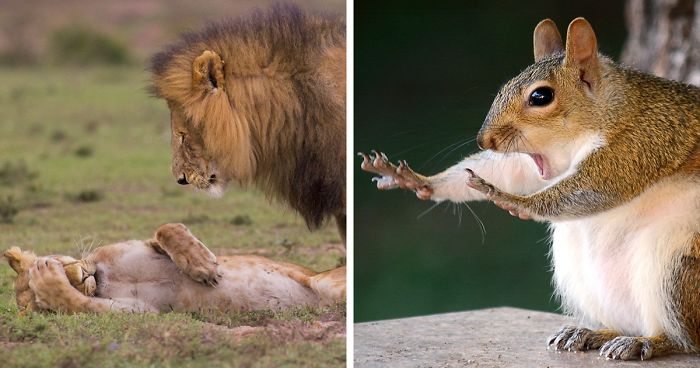 20 Funniest Wildlife Photos Of 2018 Have Been Announced, And They Will Make Your Day