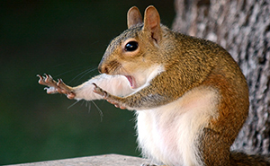 20+ Funniest Wildlife Photos Of 2018 Have Been Announced, And They Will Make Your Day