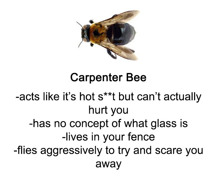 Someone Wrote A Funny Guide About Bees And Wasps And You Might Learn Something New