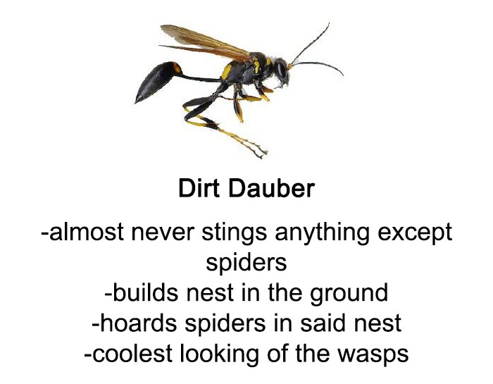 Someone Wrote A Funny Guide About Bees And Wasps And You Might Learn Something New