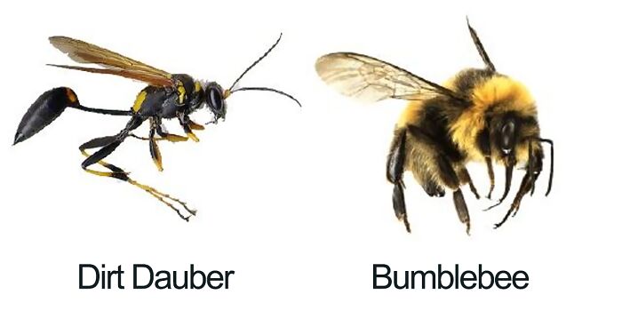 Someone Wrote A Funny Guide About Bees And Wasps And You Might