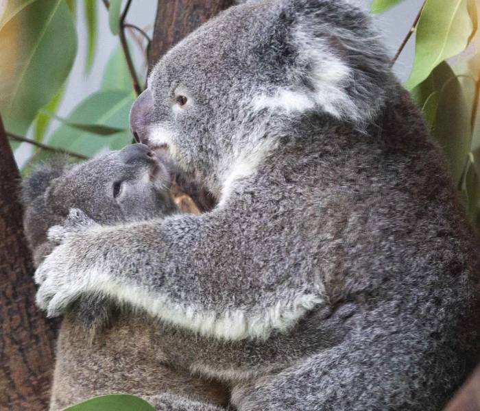 Koala Cub Makes Public Debut Accompanied By Parents