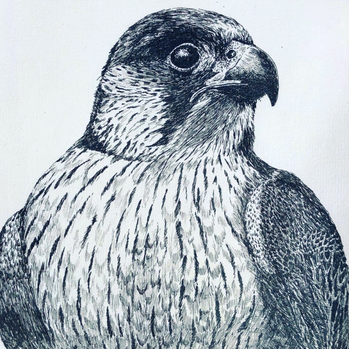 10 Amazingly Detailed Drawings Of Birds And Insects By Bas Geeraets