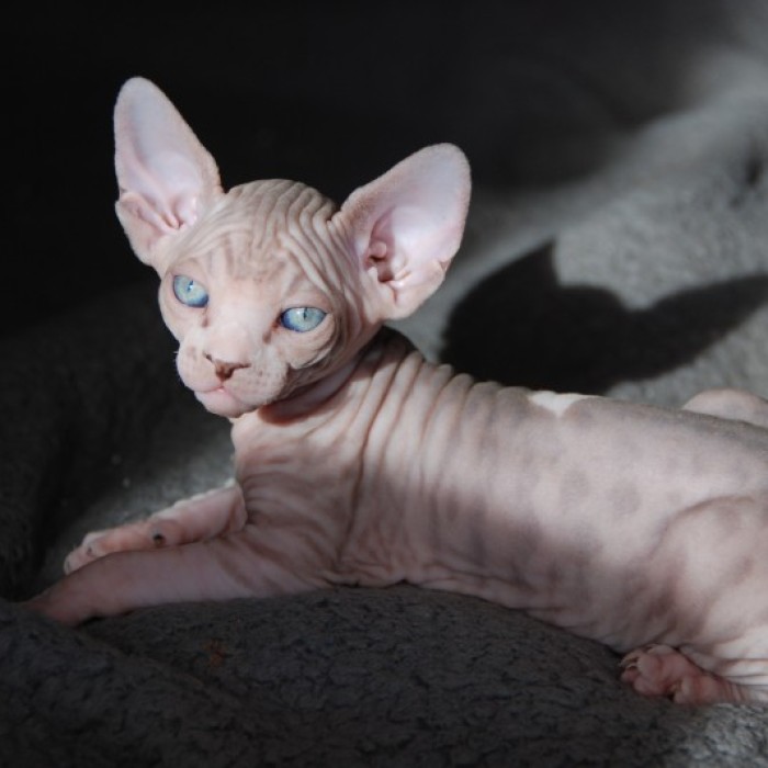 Hairless Kittens Or Adorable Little Aliens