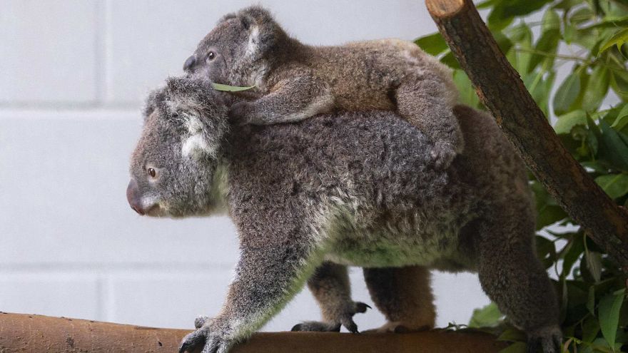 Koala Cub Makes Public Debut Accompanied By Parents