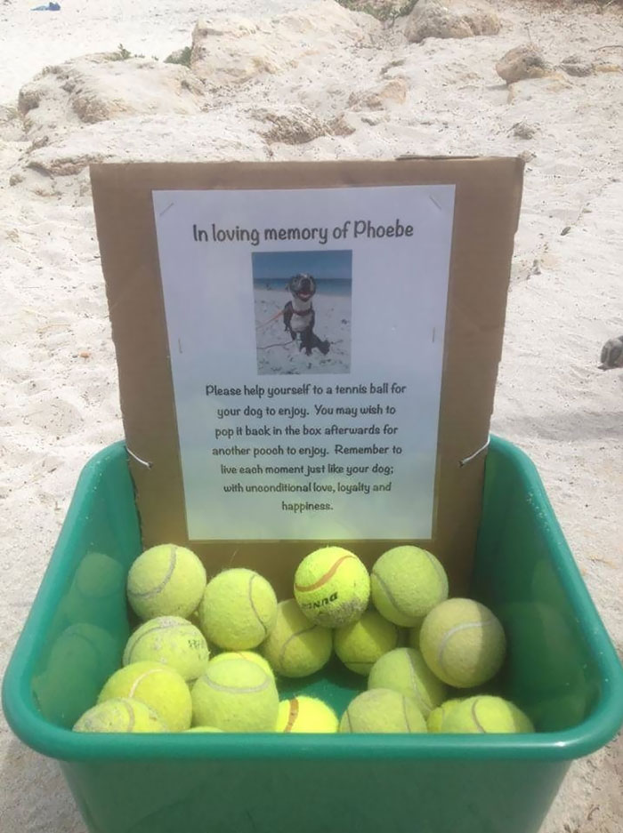 I Found This At My Local Dog Beach Today