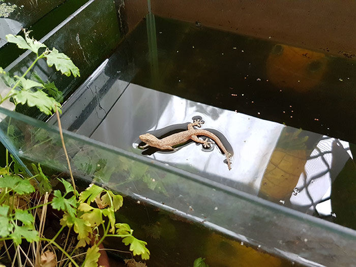 Gecko Chilling Out On The Water's Surface Tension Of My Fishtank