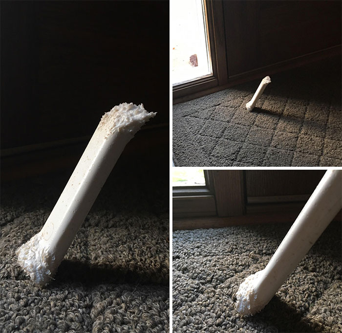My Dog’s Bone Stands Upright Because Of The Way She Chewed It
