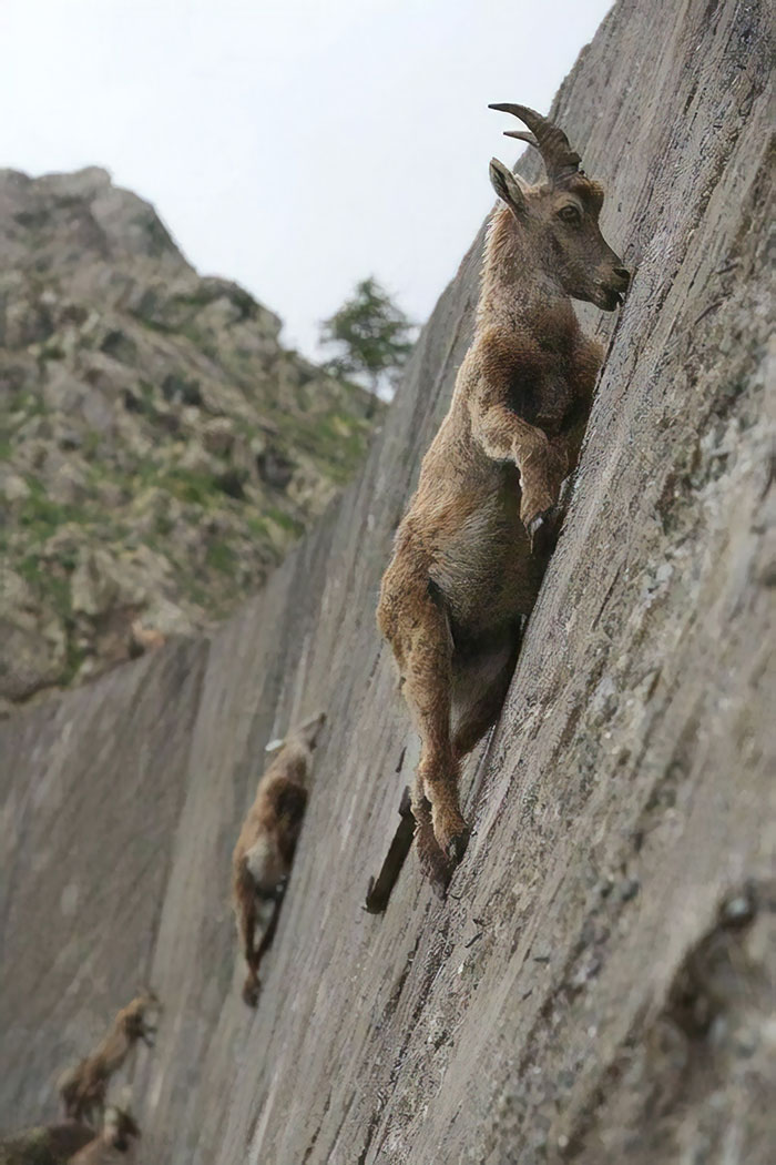 Mountain Goats Don't Give A Sh*t About Your Gravity