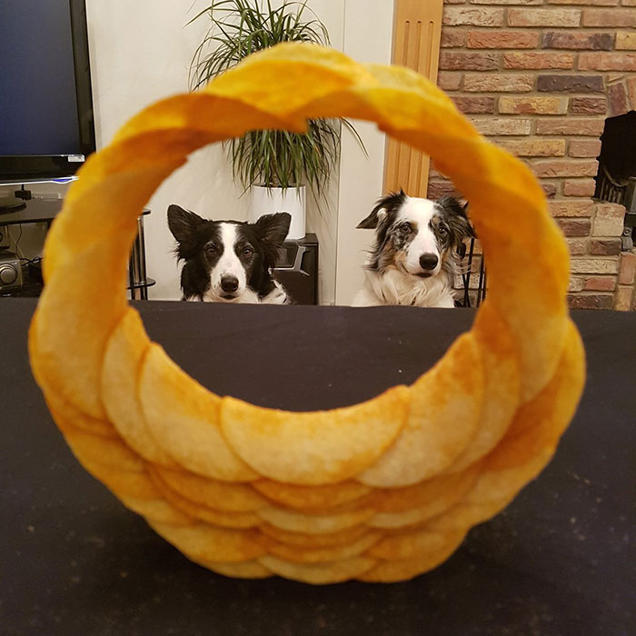 How's This For A Pringle Ringle Border Collie Border?