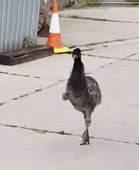 emu-chick-20